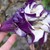 Annuals: Datura metel