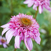Coneflowers_echinacea_purpurea_razzmatazz.thumb