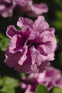 Petunia, 'Double Wave® Blue Vein'