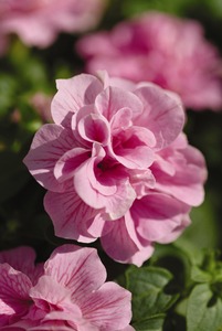Petunia, 'Double Wave® Pink'