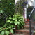Hosta-mania!