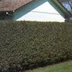 Trees and Shrubs