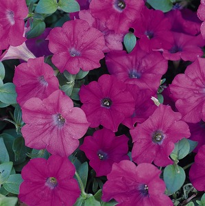 Petunia, 'Original Wave® Lavender'