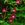 Annuals_ipomoea_purpurea-1