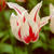 Tulip_lily-flowered_marilyn_.small