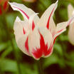 Tulip_lily-flowered_marilyn_