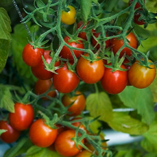 Tomato, Moby Grape