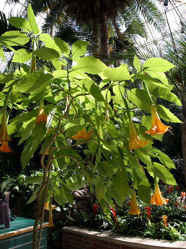 Angels_trumpets.detail