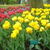 Tulipmania