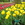 Tulipmania