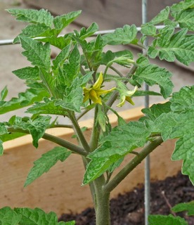 First-tomato-flower.large