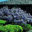 Trees and Shrubs