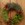 Herbs