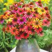 Coneflowers_echinacea.thumb