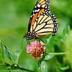 Butterfly Gardens