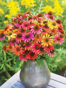 Coneflowers_echinacea.detail