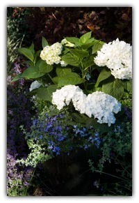 Hydrangeas_hydrangea_macrophylla_blushing_bride_pp17_169.detail