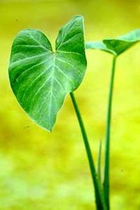 All_plants_xanthosoma_atrovirens-1.detail