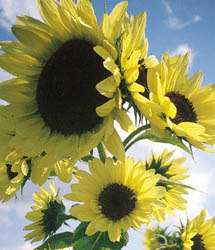 Sunflowers_helianthus_annuus_moonwalker.detail