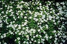 All_plants_sutera_snowflake_bacopa-1.detail
