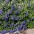 Trees_and_shrubs_caryopteris_x_clandonensis_blauer_splatz.small