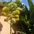 Agave_oct_2009_001