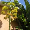 Agave_oct_2009_001