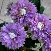  Clematis, Diamantina