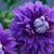 Clematis_clematis_evipo039_pp20_638-1.small