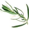 Tarragon_artemisia_dranunculus_french-1