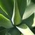 Drought Tolerant Plants