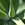 Drought Tolerant Plants