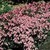 All_plants_penstemon_fructicosus_purple_haze-1.small