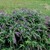 Screeners_buddleia_x_purple_haze_ppaf.small