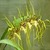 All_plants_brassia_edvah_loo_goldielocks-1.small