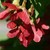 Maples_acer_tataricum_garann_pp15_023.small