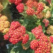 Yarrow_achillea_millefolium_strawberry_seduction_pp18_401.thumb