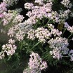 Yarrow_achillea_millefolium_wonderful_wampee_pp18_760.thumb