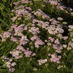 Yarrow_achillea_millefolium_wonderful_wampee_pp18_760-1.thumb