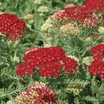 Yarrow_achillea_millefolium_pomegranate_pp20_763.thumb