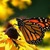 Butterfly%20on%20flower.small
