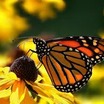 Butterfly%20on%20flower.thumb