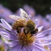 Bee%20on%20aster.thumb