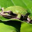 Frog%20on%20salal.thumb