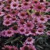 Coneflowers_echinacea_purpurea_magnus_superior.thumb