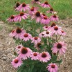 Coneflowers_echinacea_purpurea_prairie_splendor.thumb