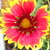 Blanket_flower.small