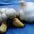 Garlic.small