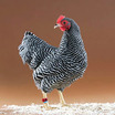 Studio_barredrockhen_1042_b