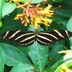 Hedges_hamelia_patens-4